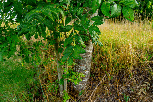 Thumbnail: _JA 40805 Esche mit Nachwuchs.jpg